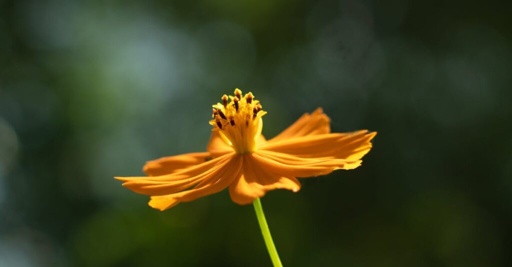 水木しげるの通好み妖怪マンガを象徴するイラスト。影のある妖怪、郷愁のある風景、昭和貸本の雰囲気が柔らかいタッチで描かれている。